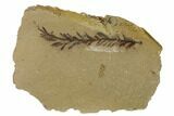 Dawn Redwood (Metasequoia) Fossil - Montana #165220-1